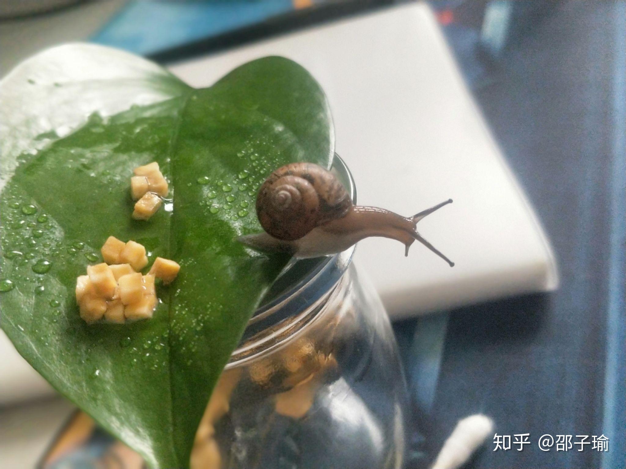 河蜗牛,蜗牛_大山谷图库