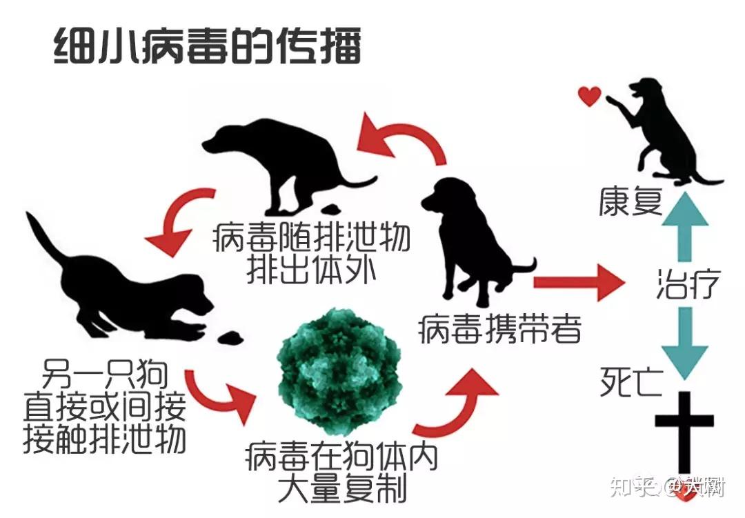 犬细小病毒PPT图片