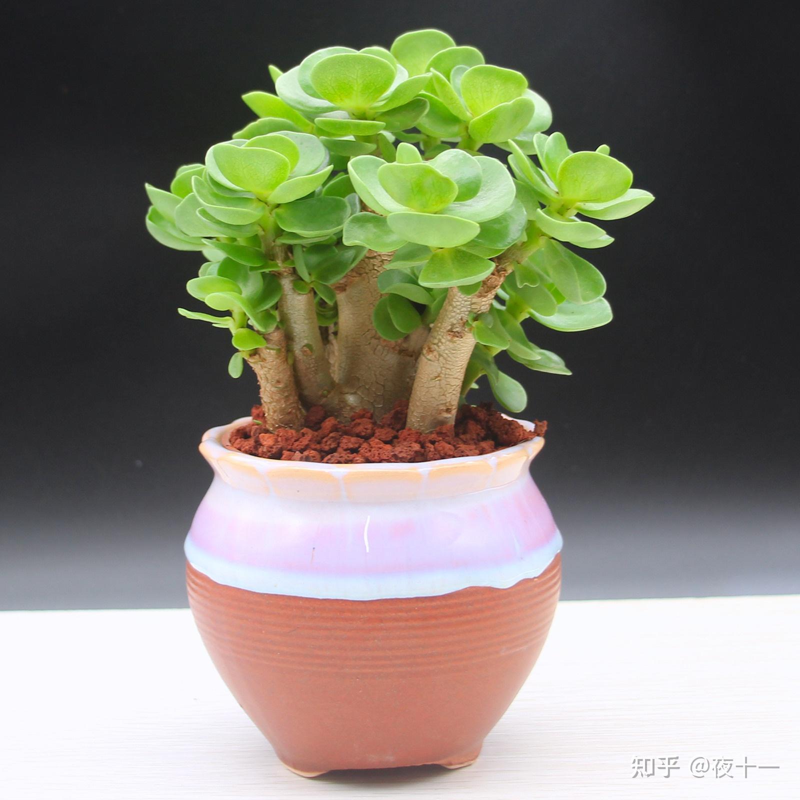 多肉补全计划--圆贝马齿苋 - 知乎