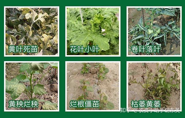 根腐病是土传病害之一,由多种病原菌感染引起.