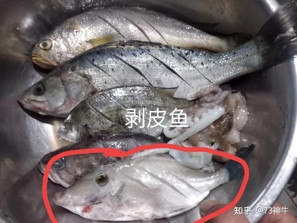 为什么80年代初市场上经常买的“剥皮鱼”,现在看不到了? - 知乎