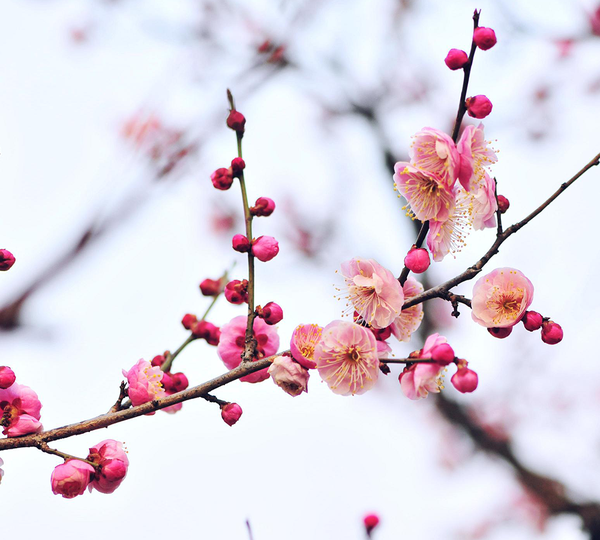 南方北方庭院做何植物选择 让你的庭院四季皆有景 知乎