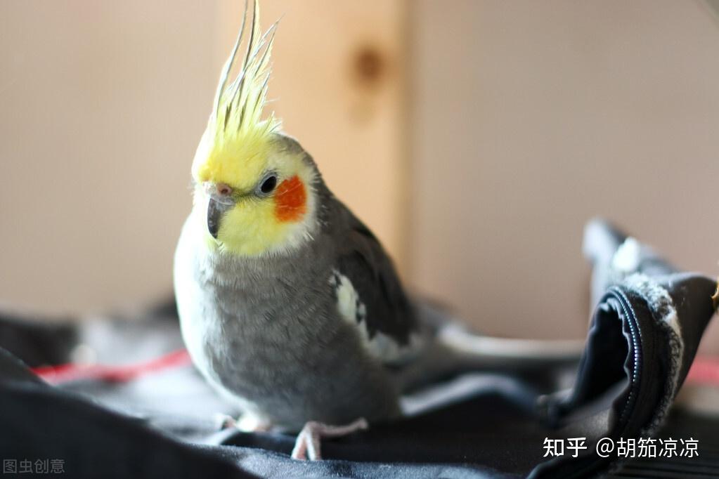 玄鳳鸚鵡20天左右怎麼養