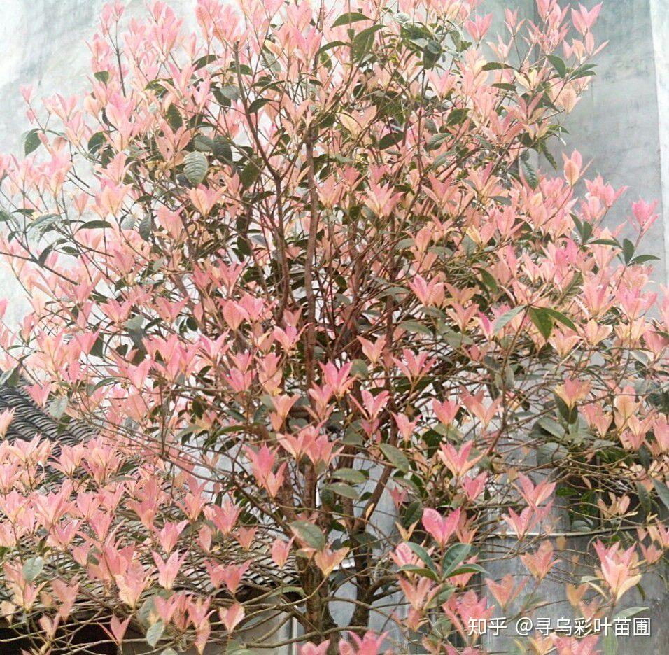 彩叶桂花之五彩桂 - 知乎