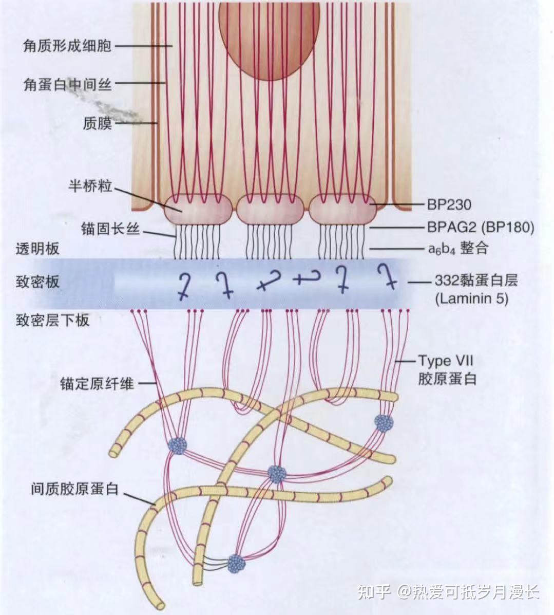 皮肤生理学与细胞图图片