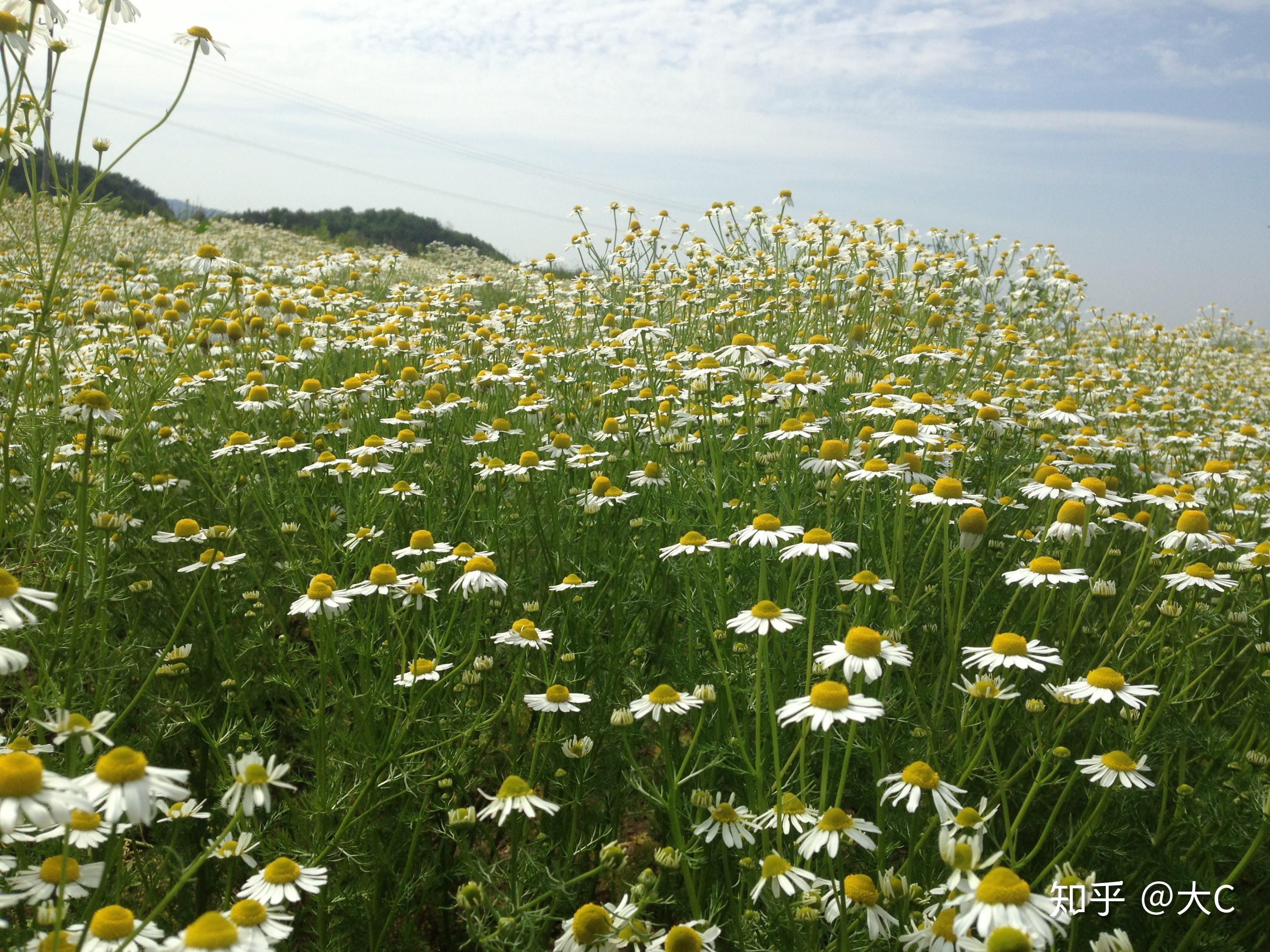 德国洋甘菊是美丽的天蓝色,比罗马甘菊更胜一筹,它叶片有苹果甜味,泛