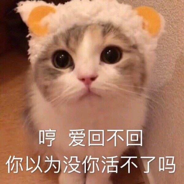 有哪些适合聊天时开头的表情包