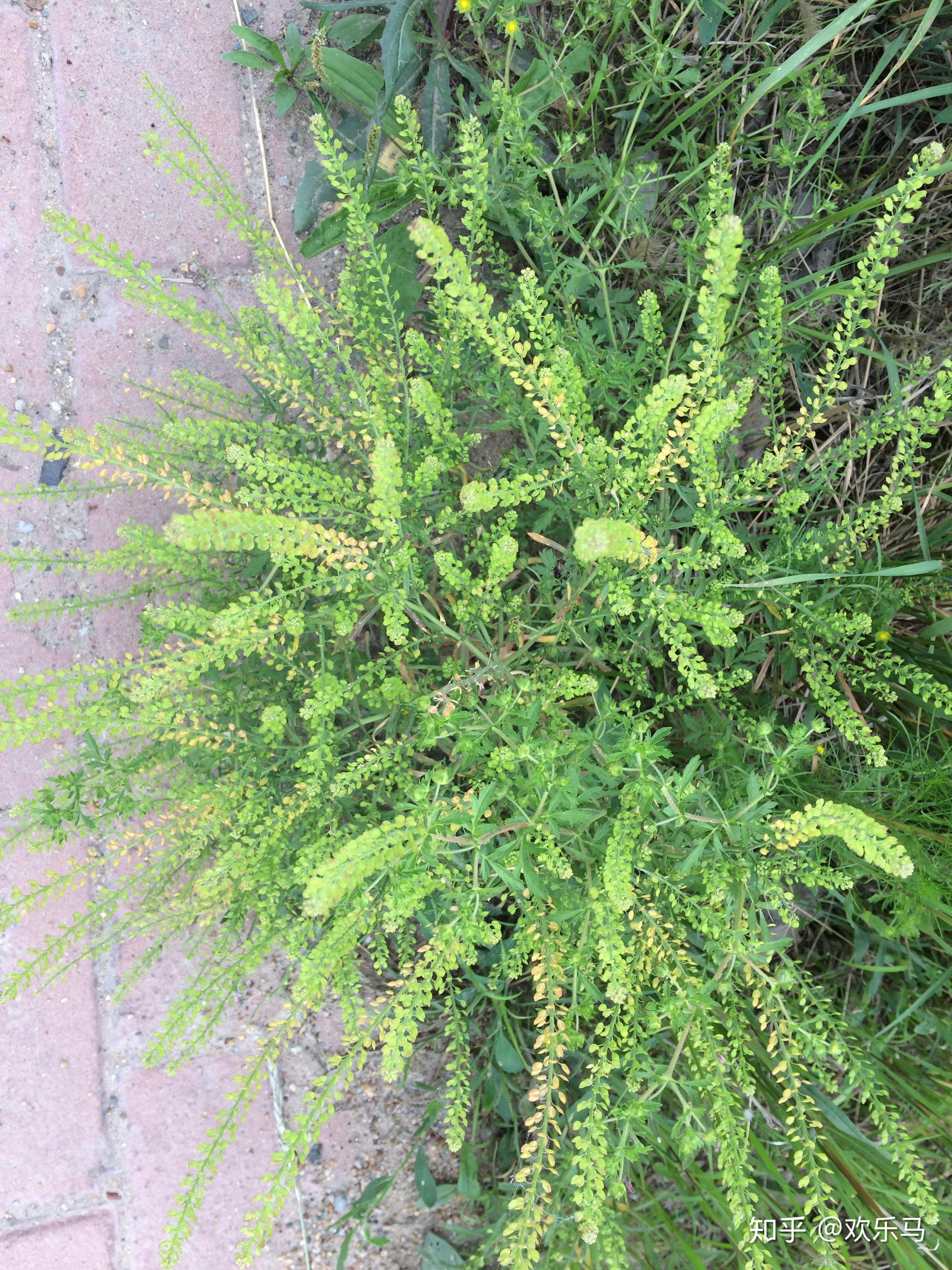 大庆野地植物27独行菜