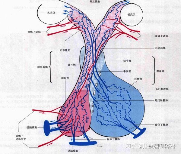 磁共振垂体扫描pituitary Mr Imaging 一 知乎