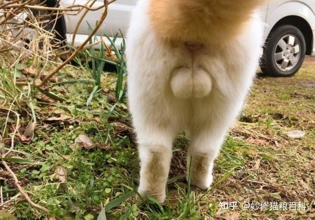 猫咪这些"性"知识,养猫多年的你,未必知道