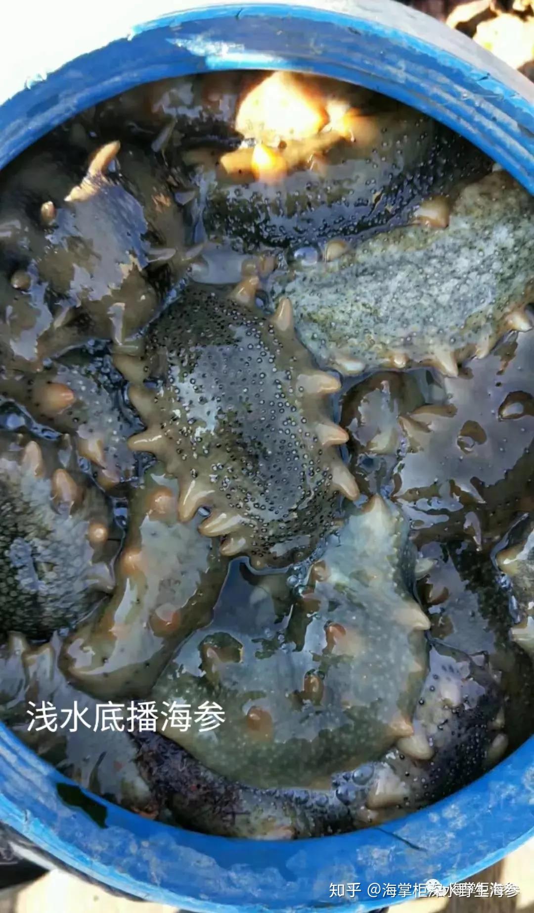 我們再來看看這種海域出品的海參特點(活海參)4,水淺生長年限短,通常