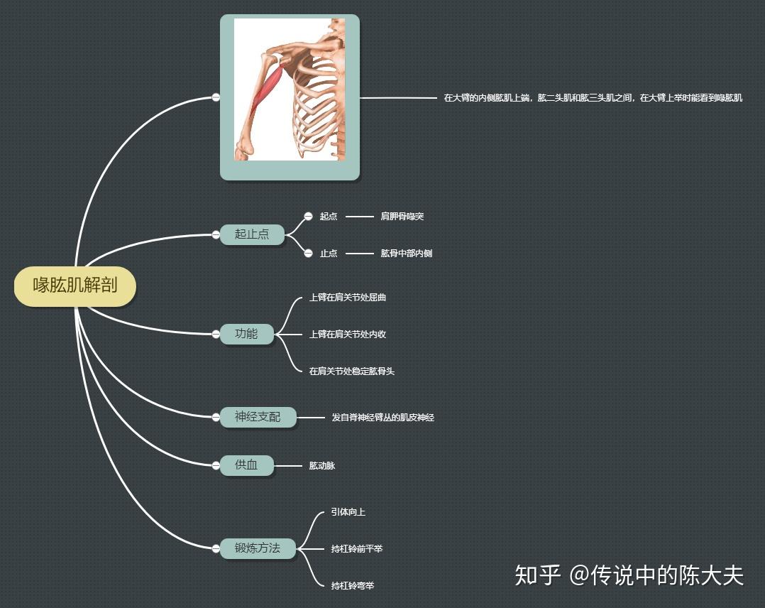 一张思维导图教你速记喙肱肌