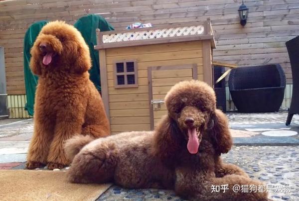 过来人告诉你:养狗不要养“巨型贵宾犬”,缺点太多了! - 知乎