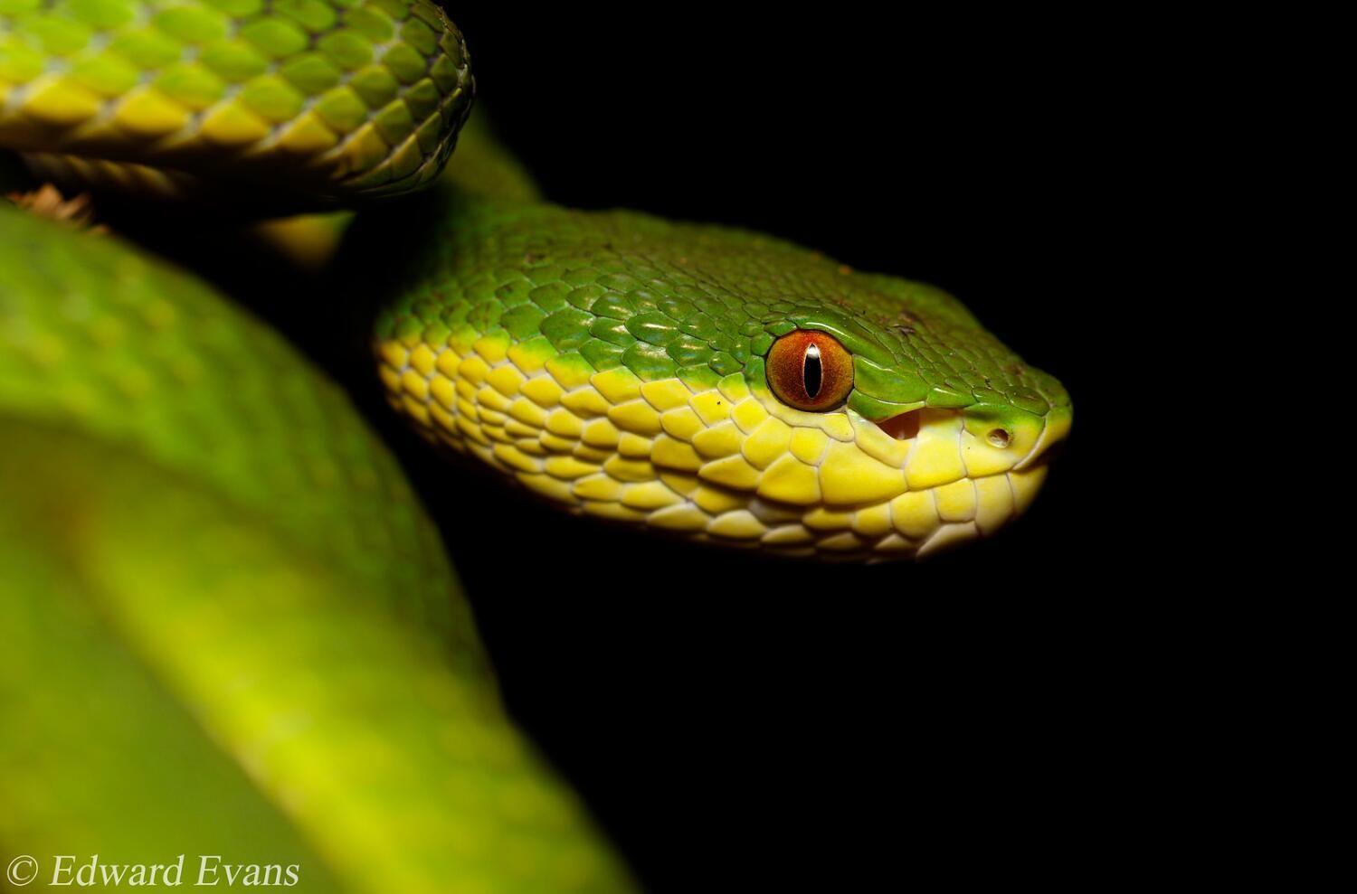 花条蛇-甘肃野生动物-图片