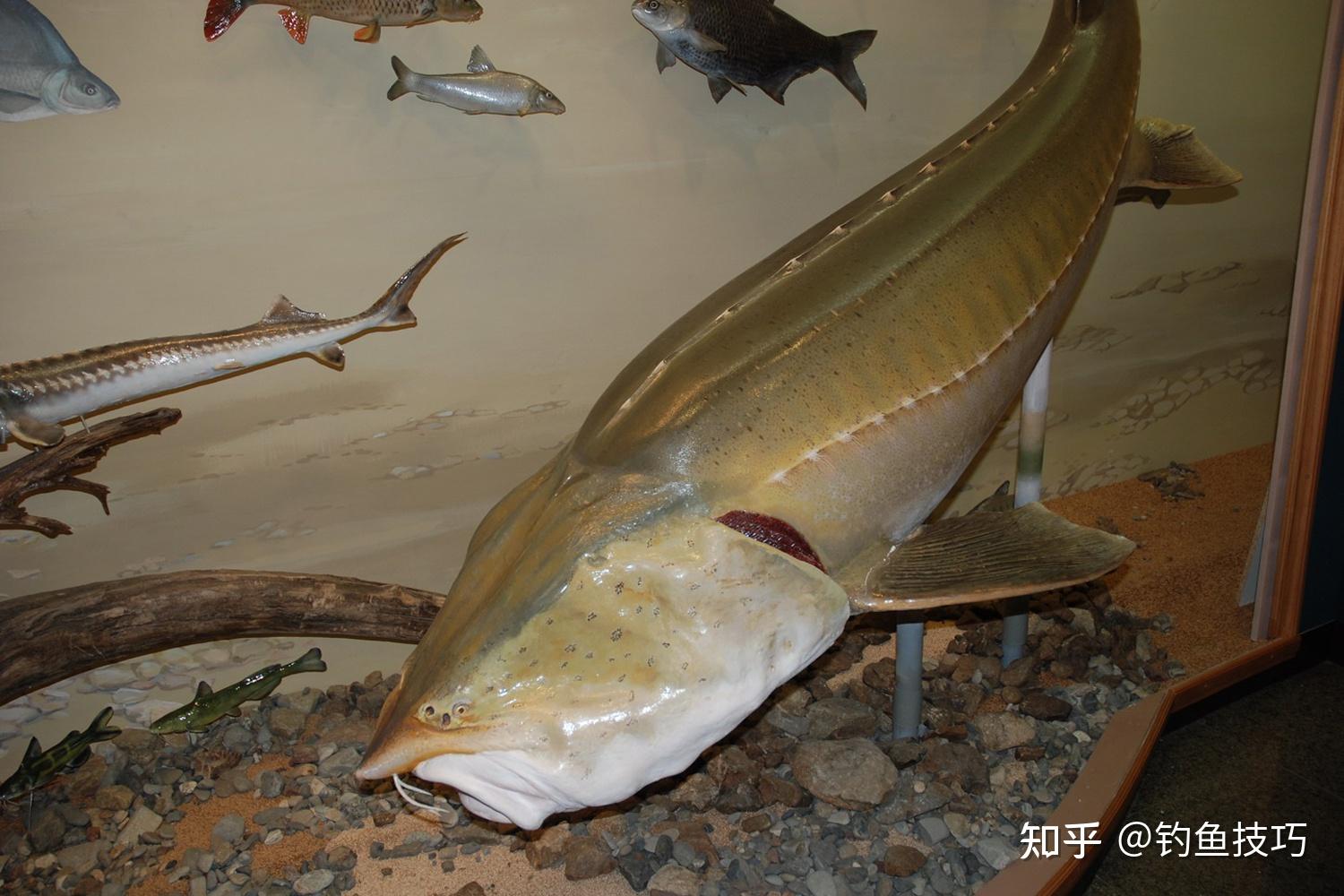 哪种淡水鱼最珍贵最珍贵的几种淡水鱼其中一种你肯定没吃过