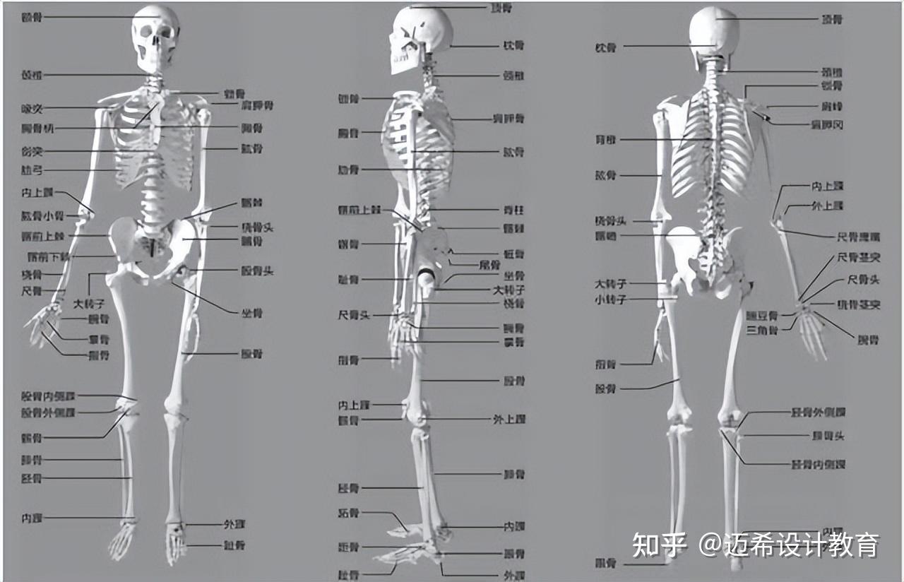 基本形与骨骼图片