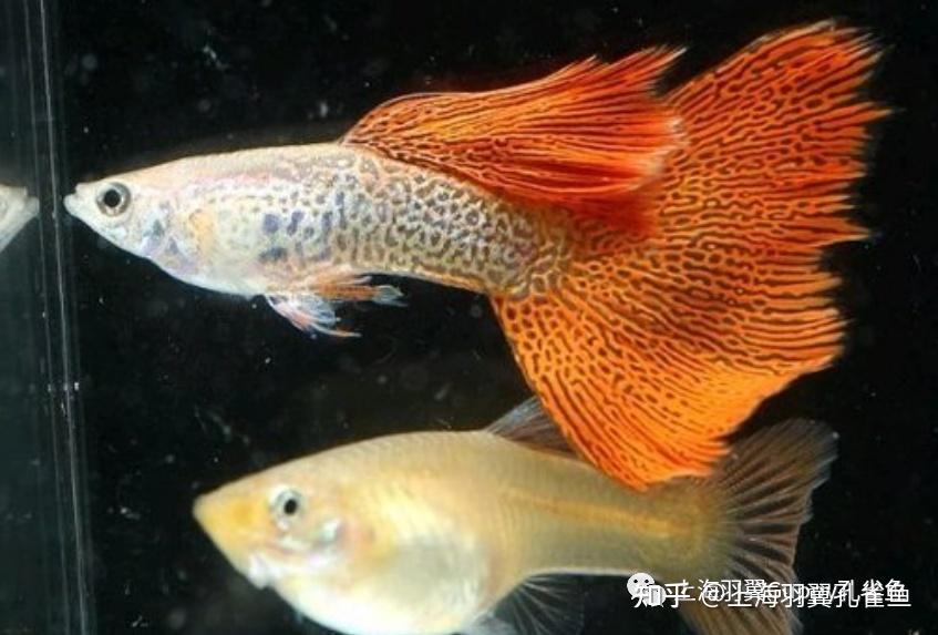 孔雀观赏鱼就是艺术之品种介绍红蕾丝孔雀鱼