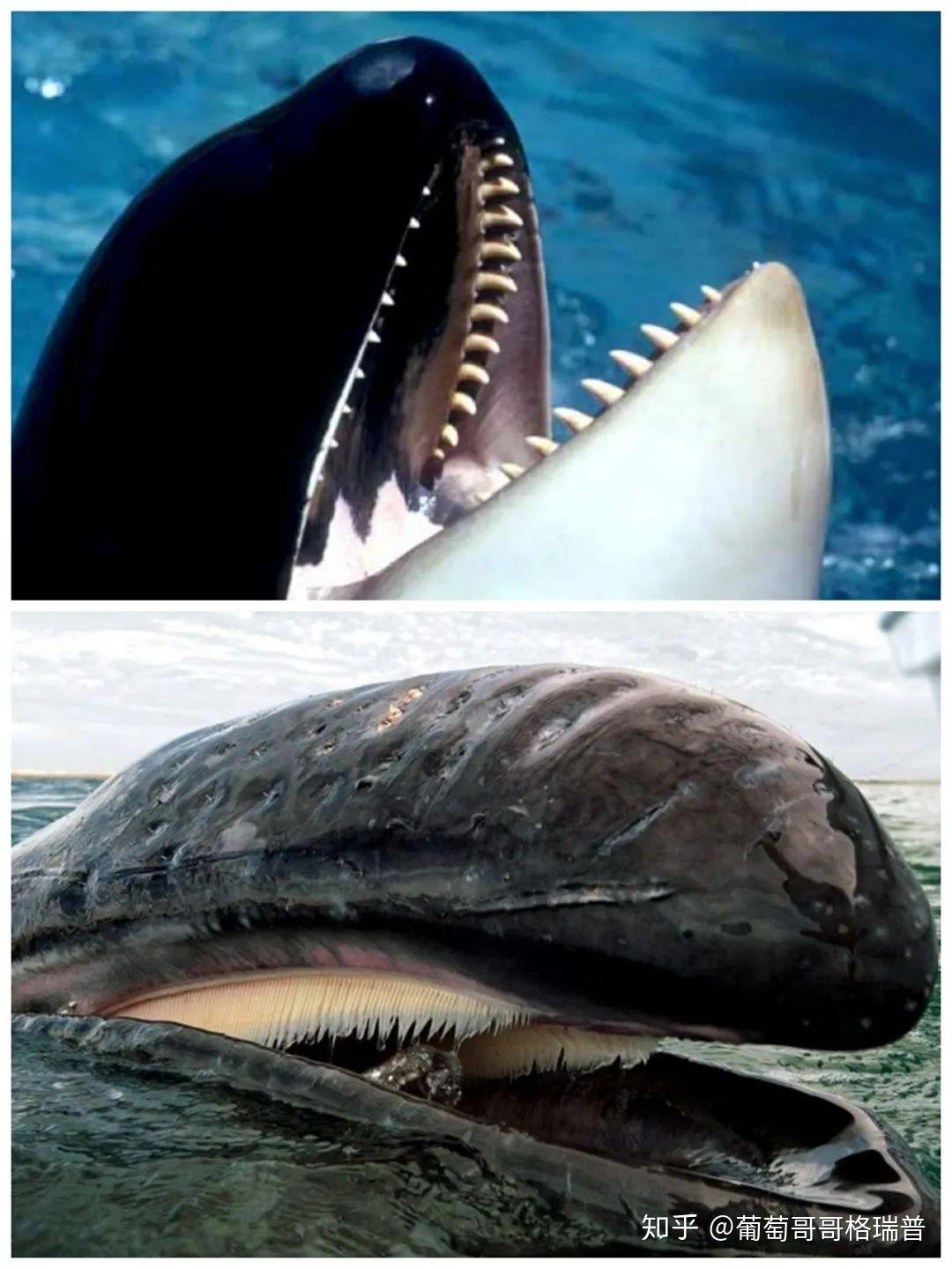 为什么说虎鲸不是鲸鱼？ - 知乎