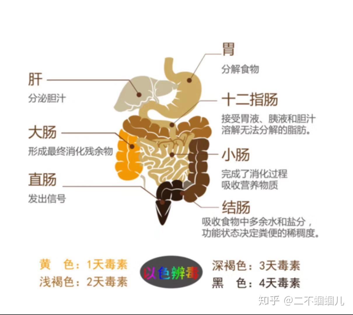 六腑之间的关系