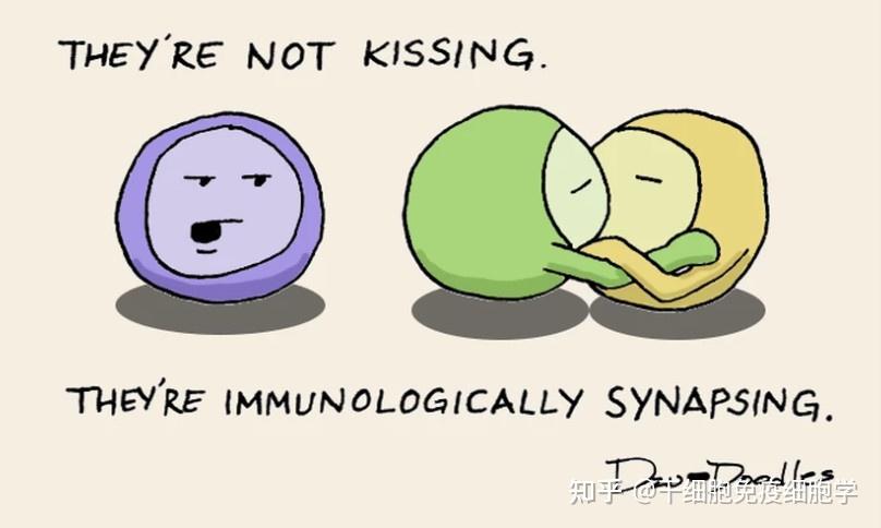 生动形象又可爱我们一起来认识这群萌萌哒免疫细胞