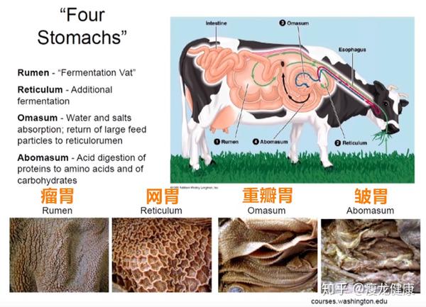 牛是吃素的吗?不一定,反刍动物的消化系统和我们不一样 - 知乎