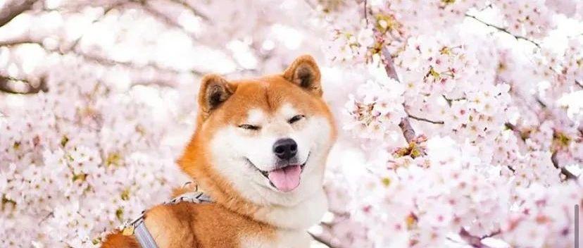100张柴犬与花的合照 治愈了无数人 愿山河无恙 岁月无殇 知乎