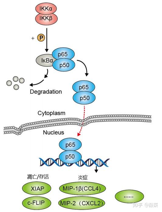 经典信号通路总结nfκb信号通路