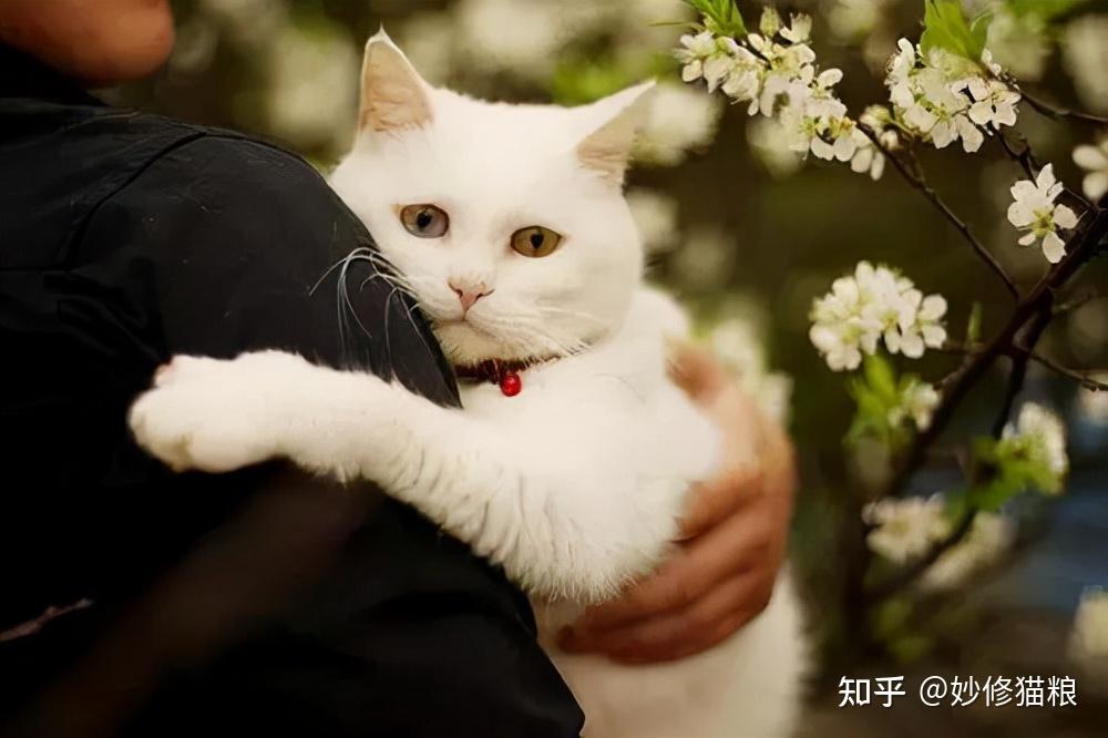 养猫多年才知道,这6类人,是猫咪最期待的主人 - 知乎
