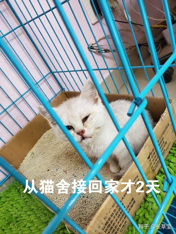 关于猫鼻支.死里逃生治疗心得- 知乎