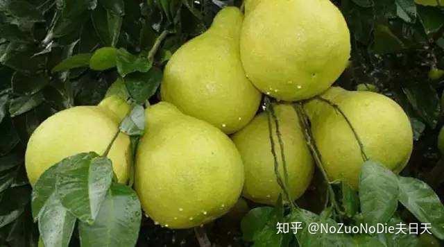 柚子的分类 - 知乎