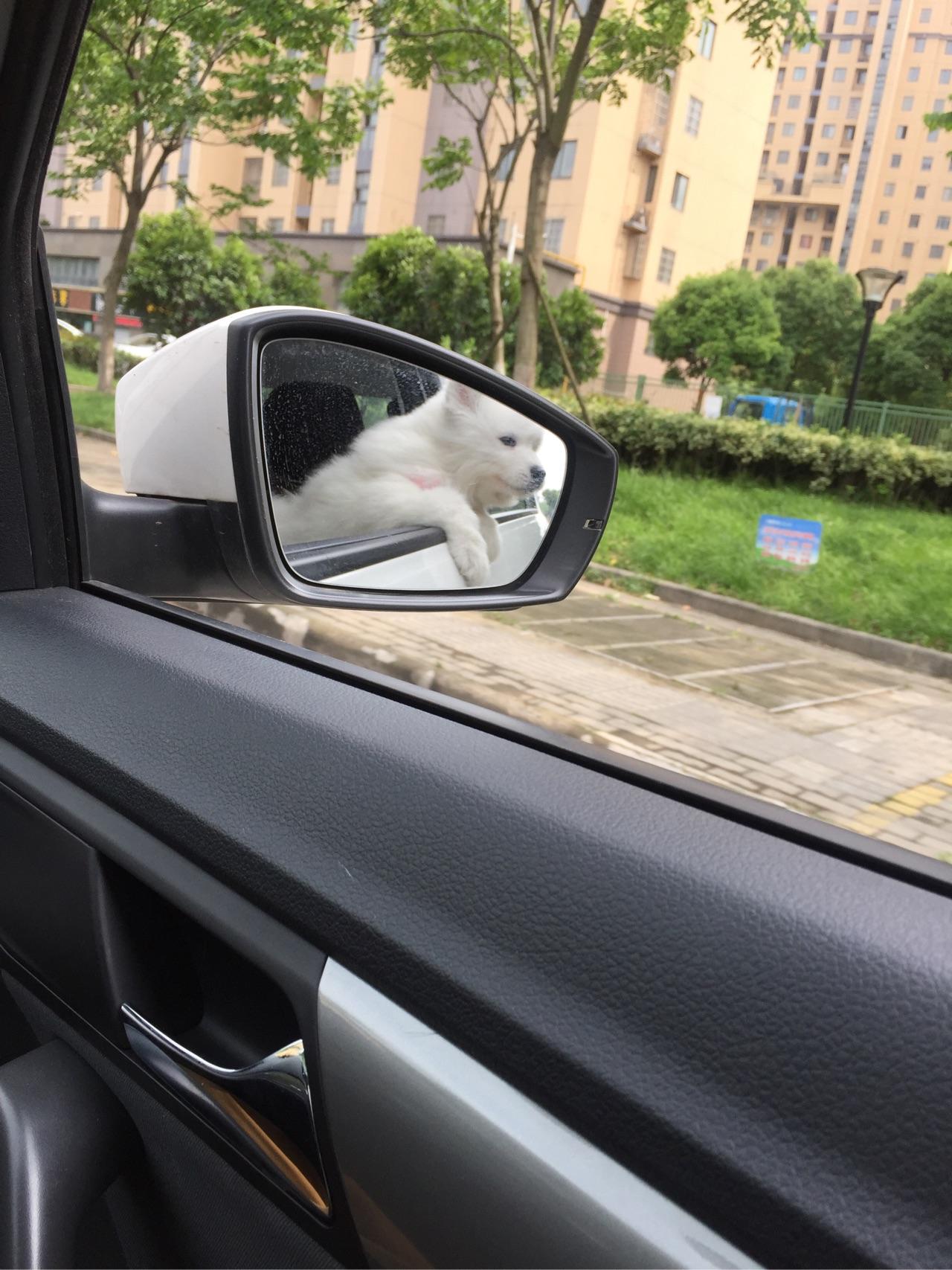 为什么狗坐车的时候都喜欢把头探出窗外