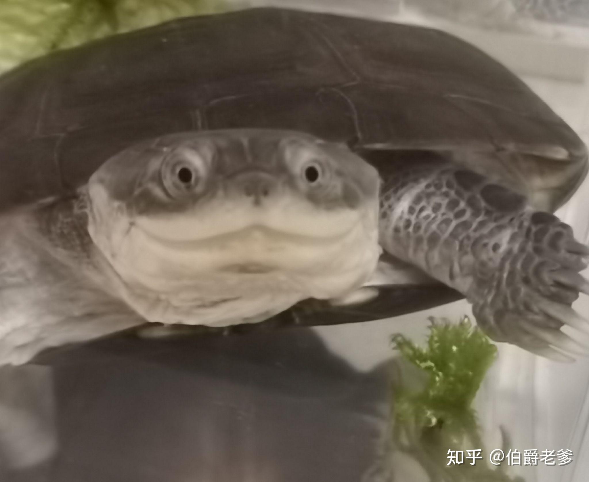 沼泽龟成体图片