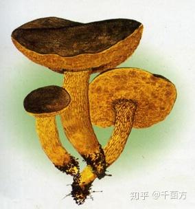 祛风散寒 舒筋活络的网柄粉牛肝菌 驱风散 爱缪网