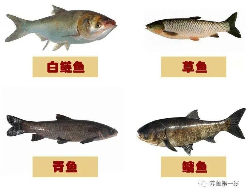 实用的池塘养殖草鱼与饲养管理方法 - 知乎