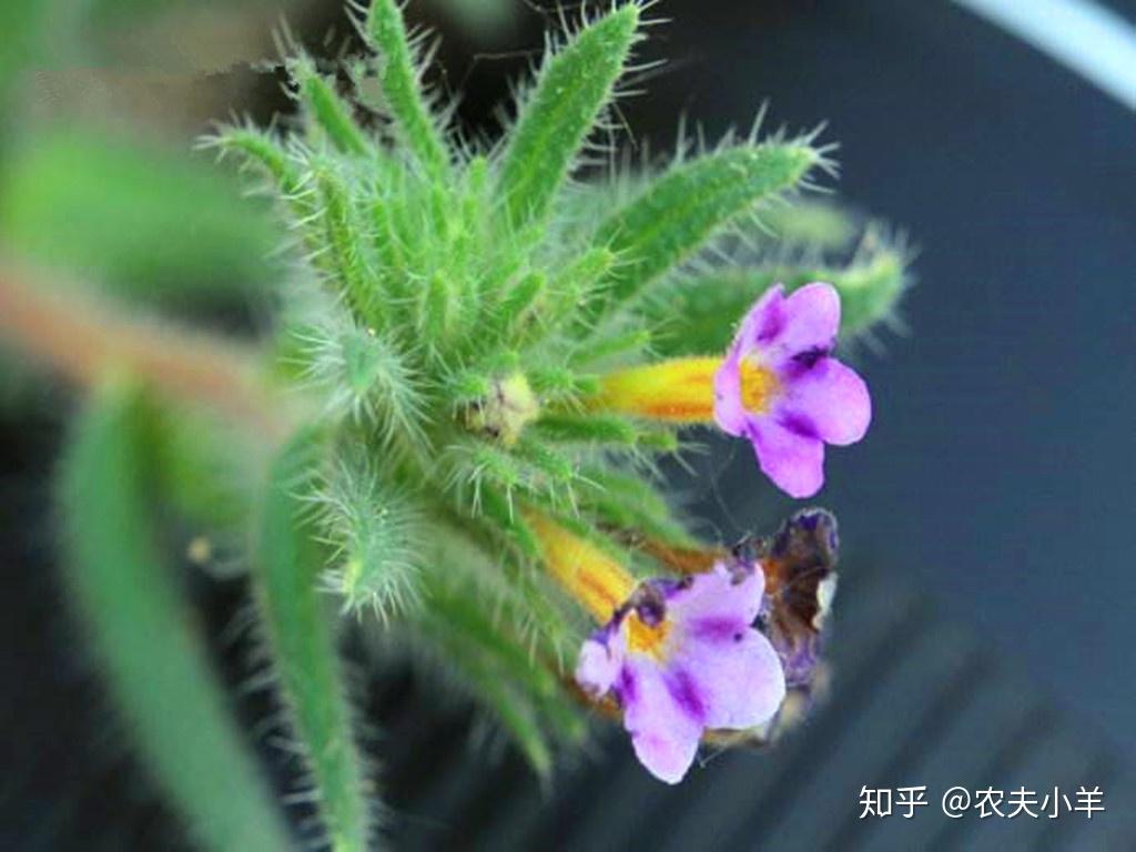 紫筒草有哪些功效市场价多少