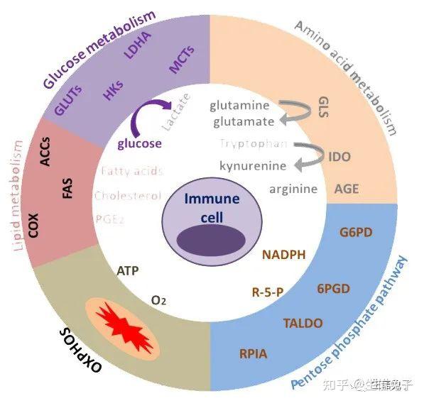 Mol cancer 15 