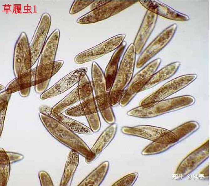 活性污泥是细菌,原生动物和藻类及它们所依附的有机物质和无机物质的