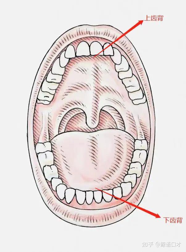 上齿背下齿背位置图图片