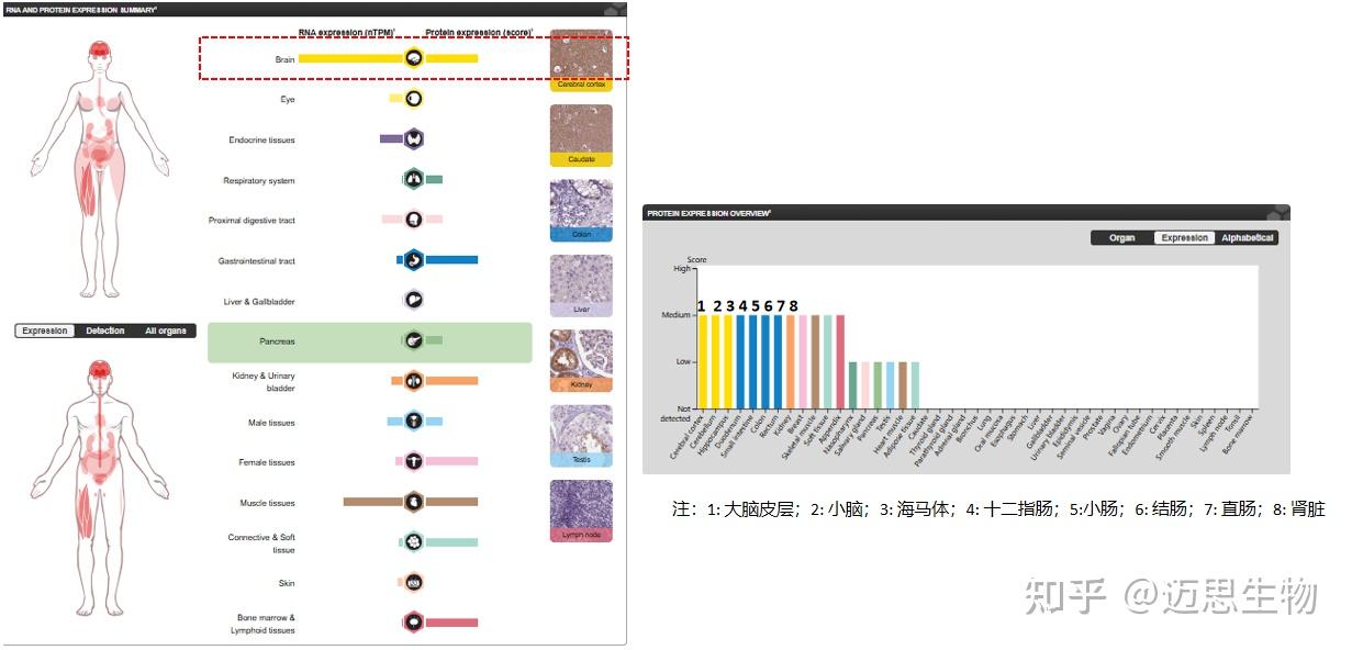 微管相关蛋白MAPT - 知乎
