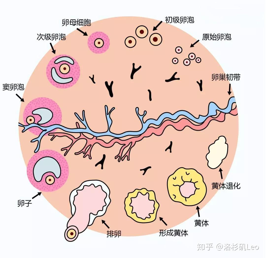 女性卵泡减少的根源