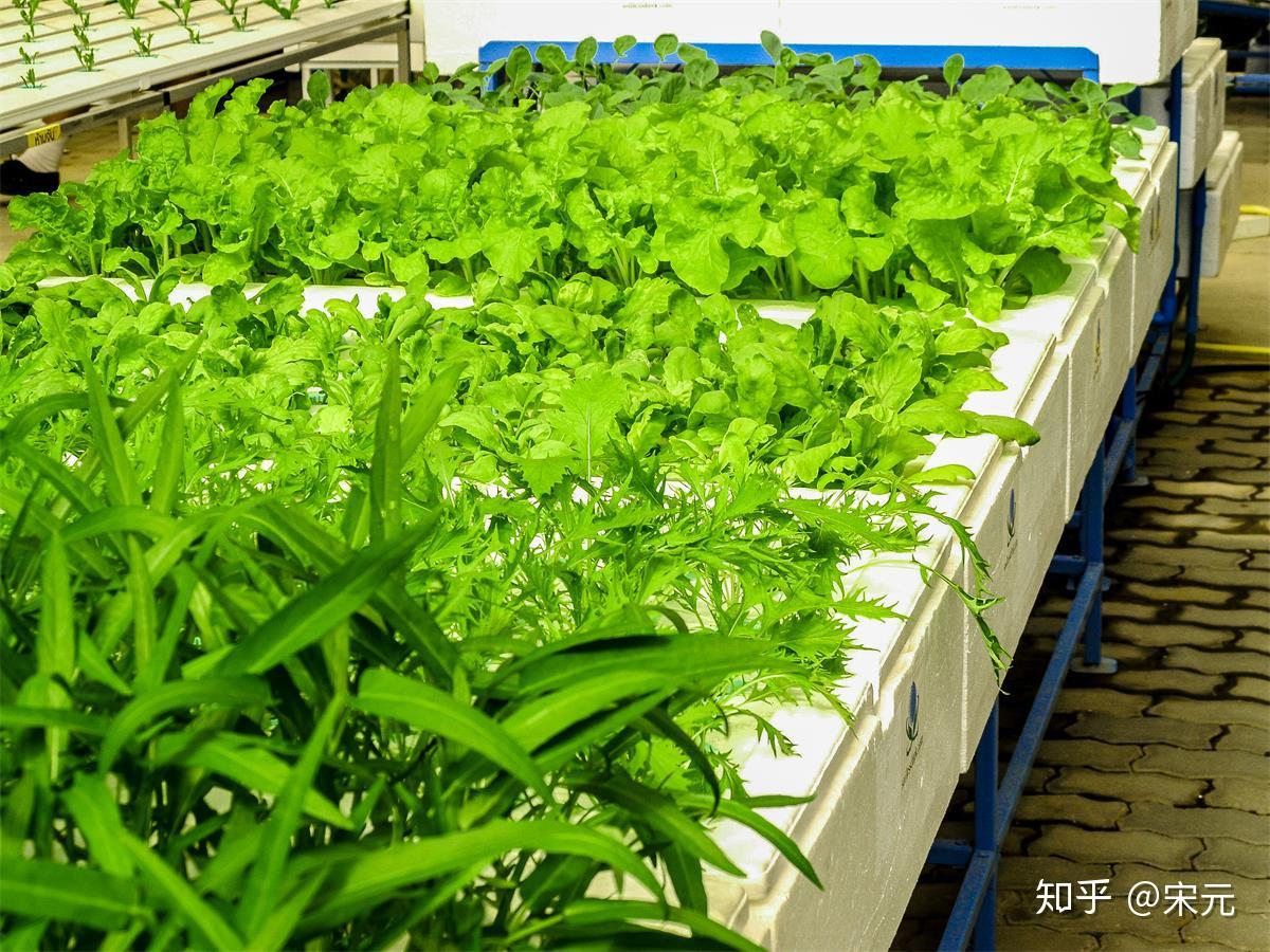 有想过自己在家亲手种植有机蔬菜吗? - 知乎