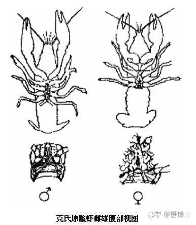 克氏原螯虾解剖图片