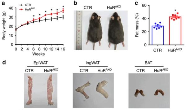 研究人员使用cre-loxp策略构建了脂肪特异性hur基因敲除小鼠,该敲除