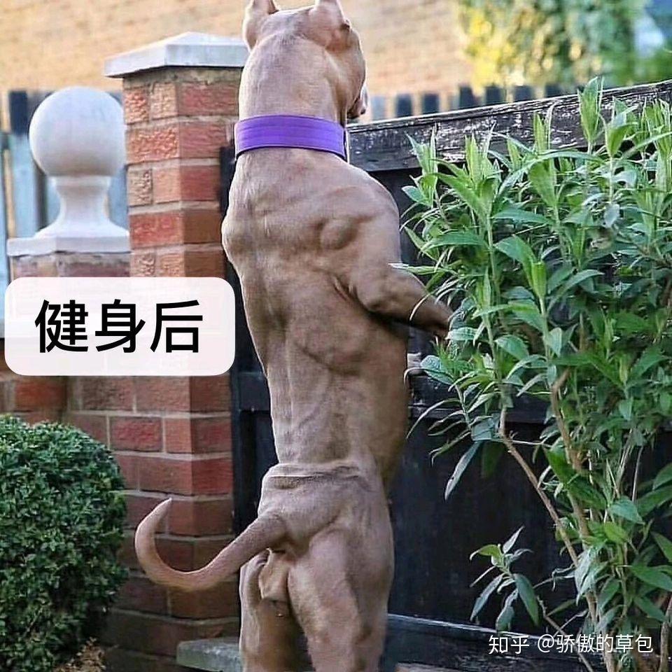 有哪些关于健身的表情包