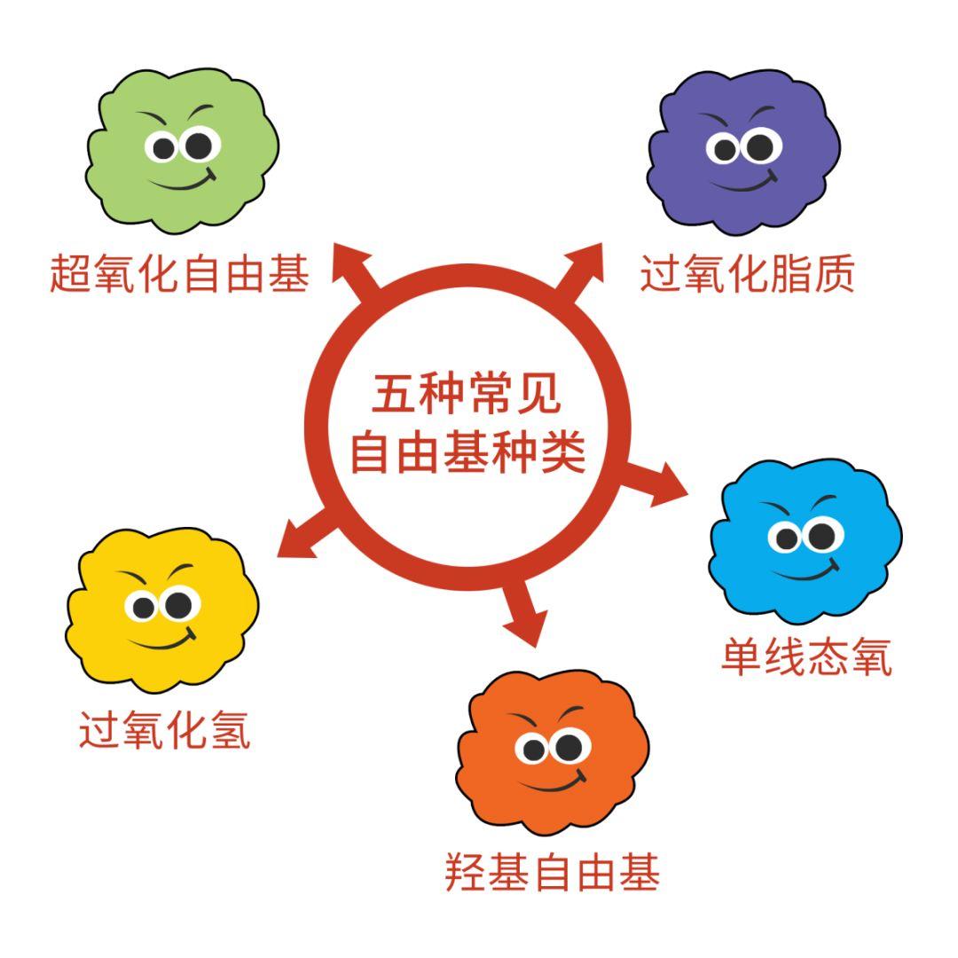 常见的自由基种类自由基,化学上也称为"游离基",是一个小小的分子或者