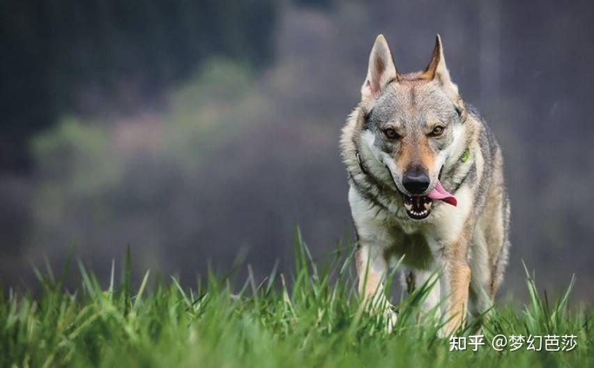 捷克狼犬活泼,反应敏捷,勇敢无惧 - 知乎