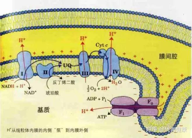 旋转分子马达:ATP合成酶,生命能量的“印钞机” - 知乎