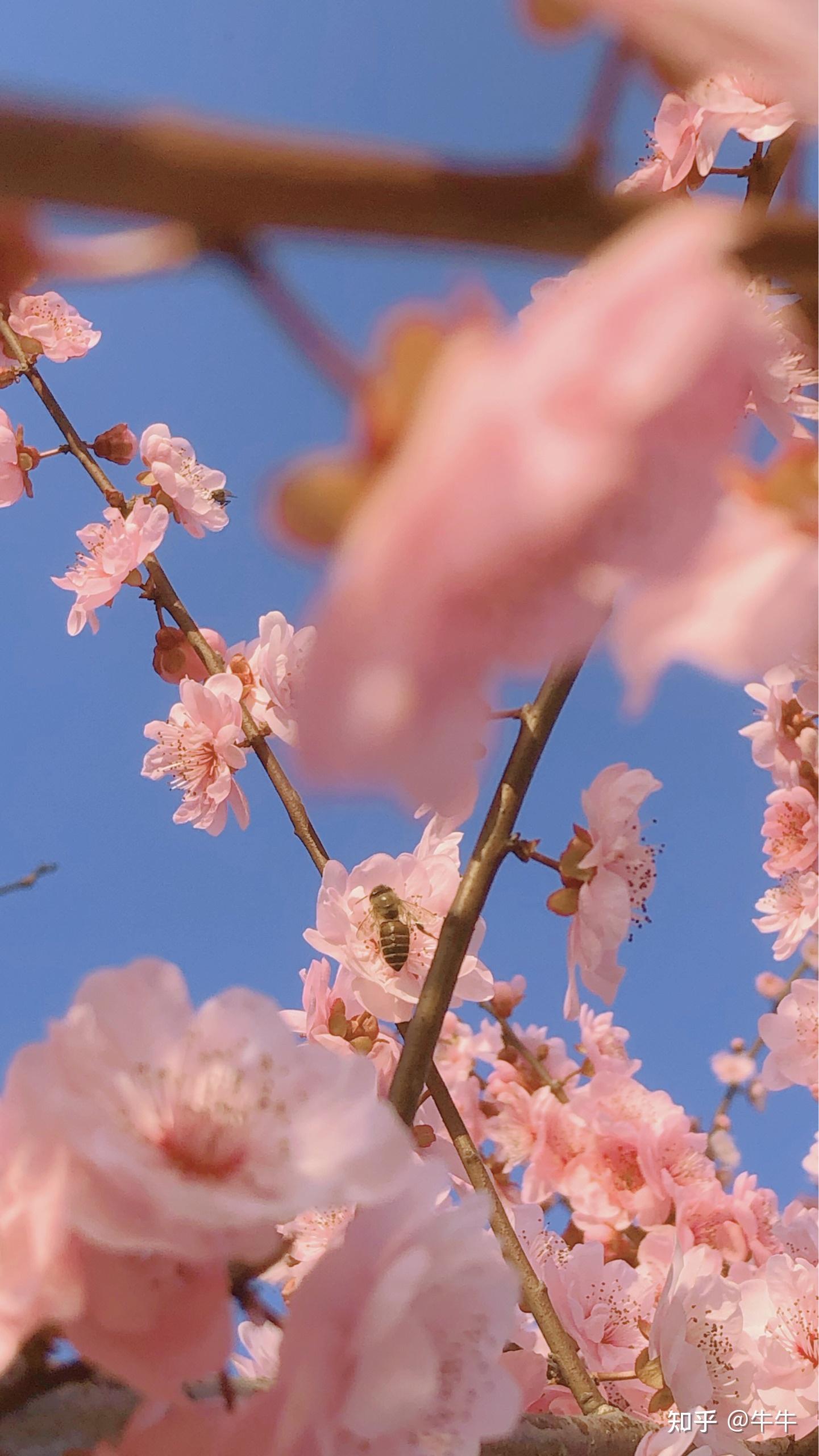 有哪些风景照片特别适合做背景