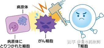 为什么最近很多人去日本做免疫细胞疗法？