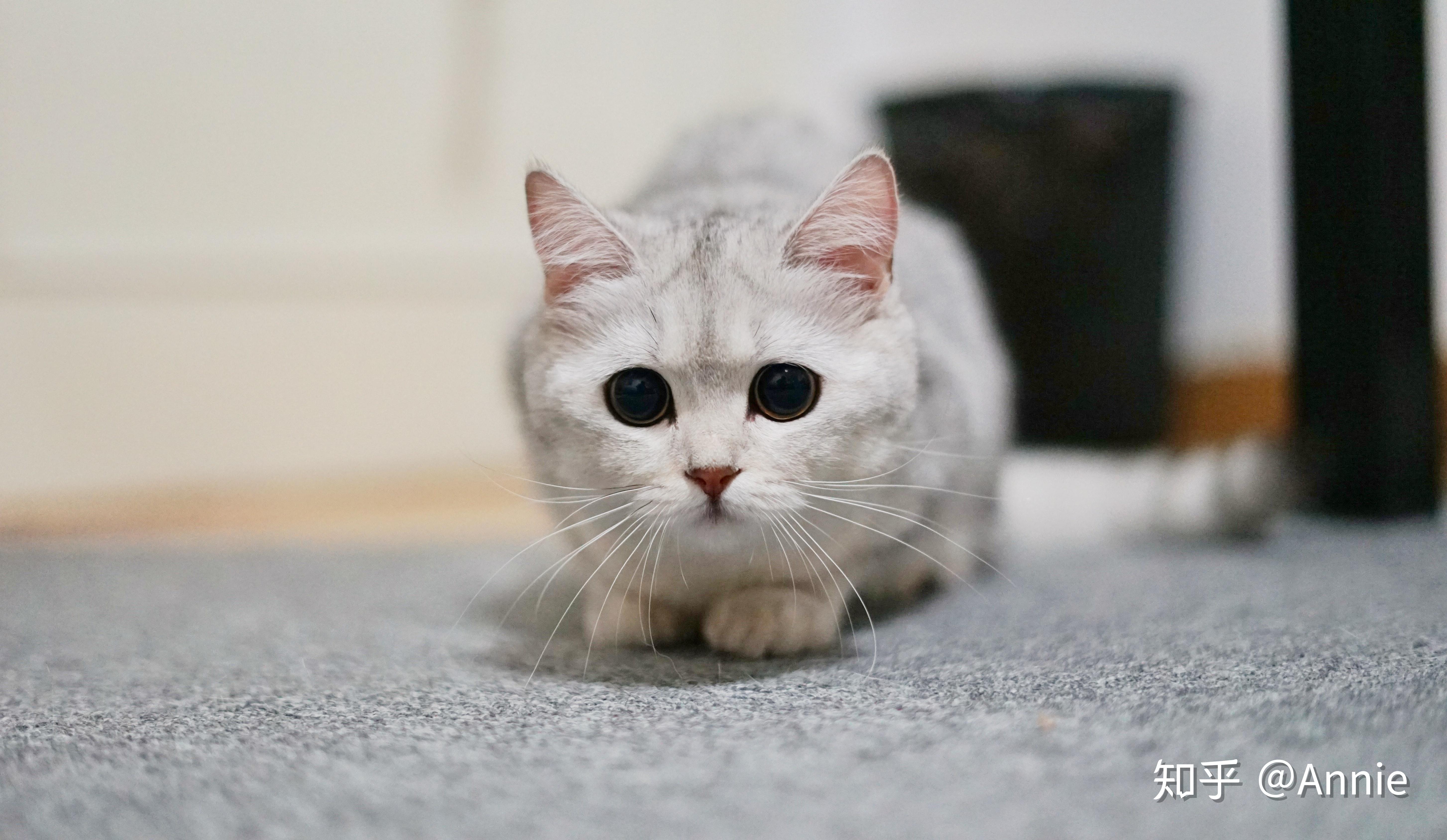 有没有好看的猫咪壁纸或头像
